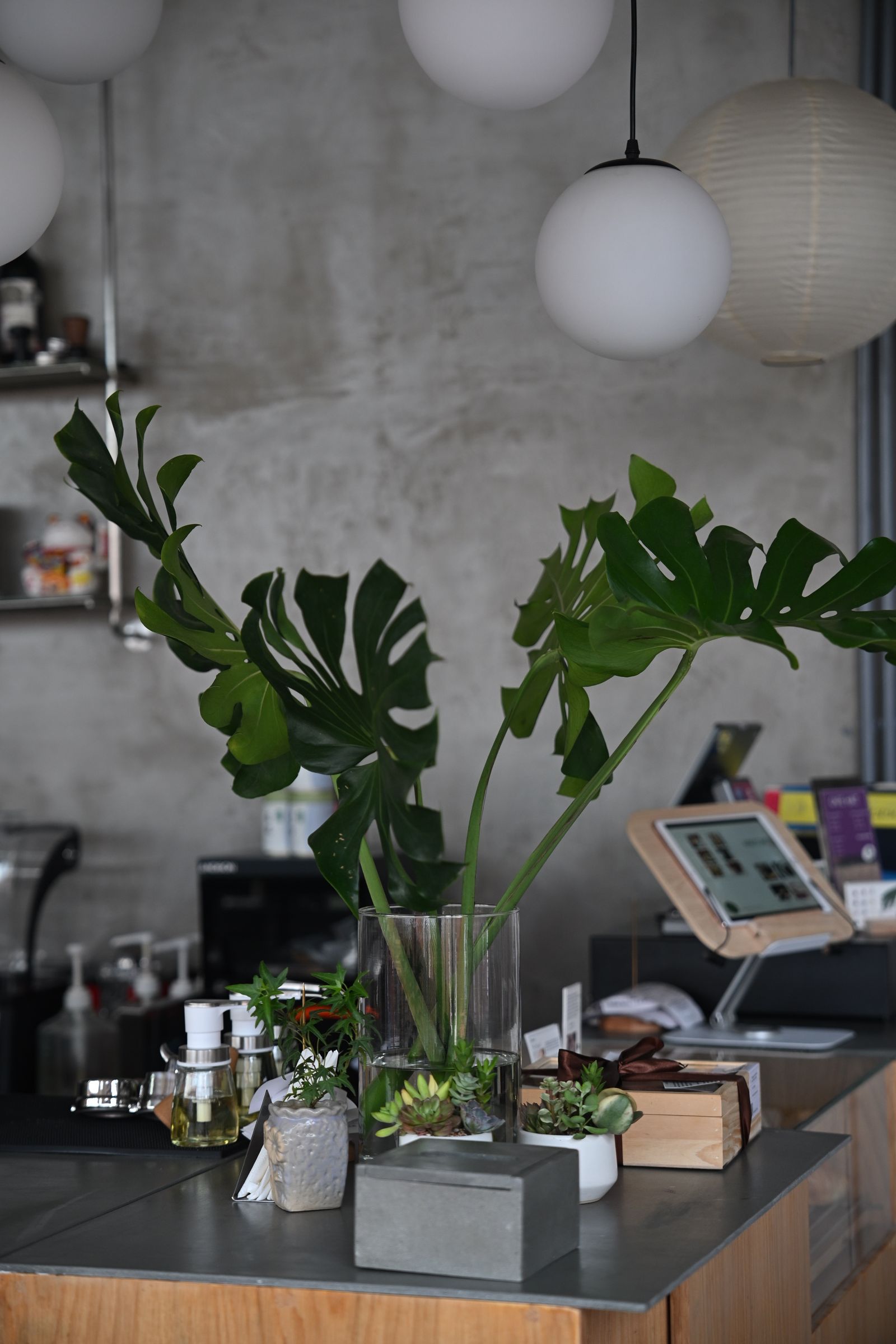 A modern cafe counter with a monstera plant