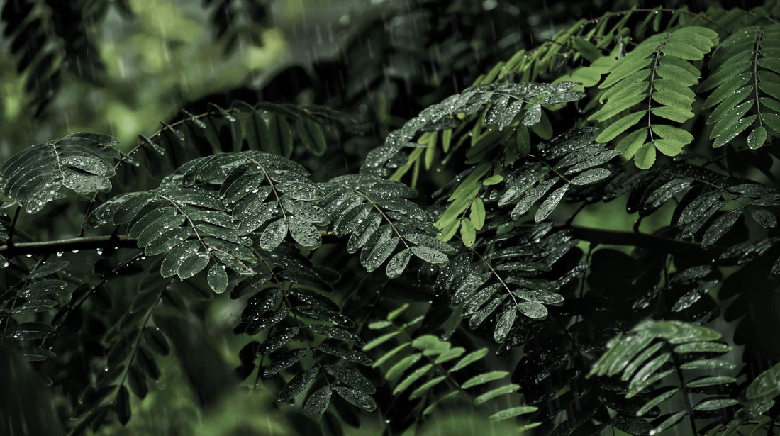 Rain falling on green leaves