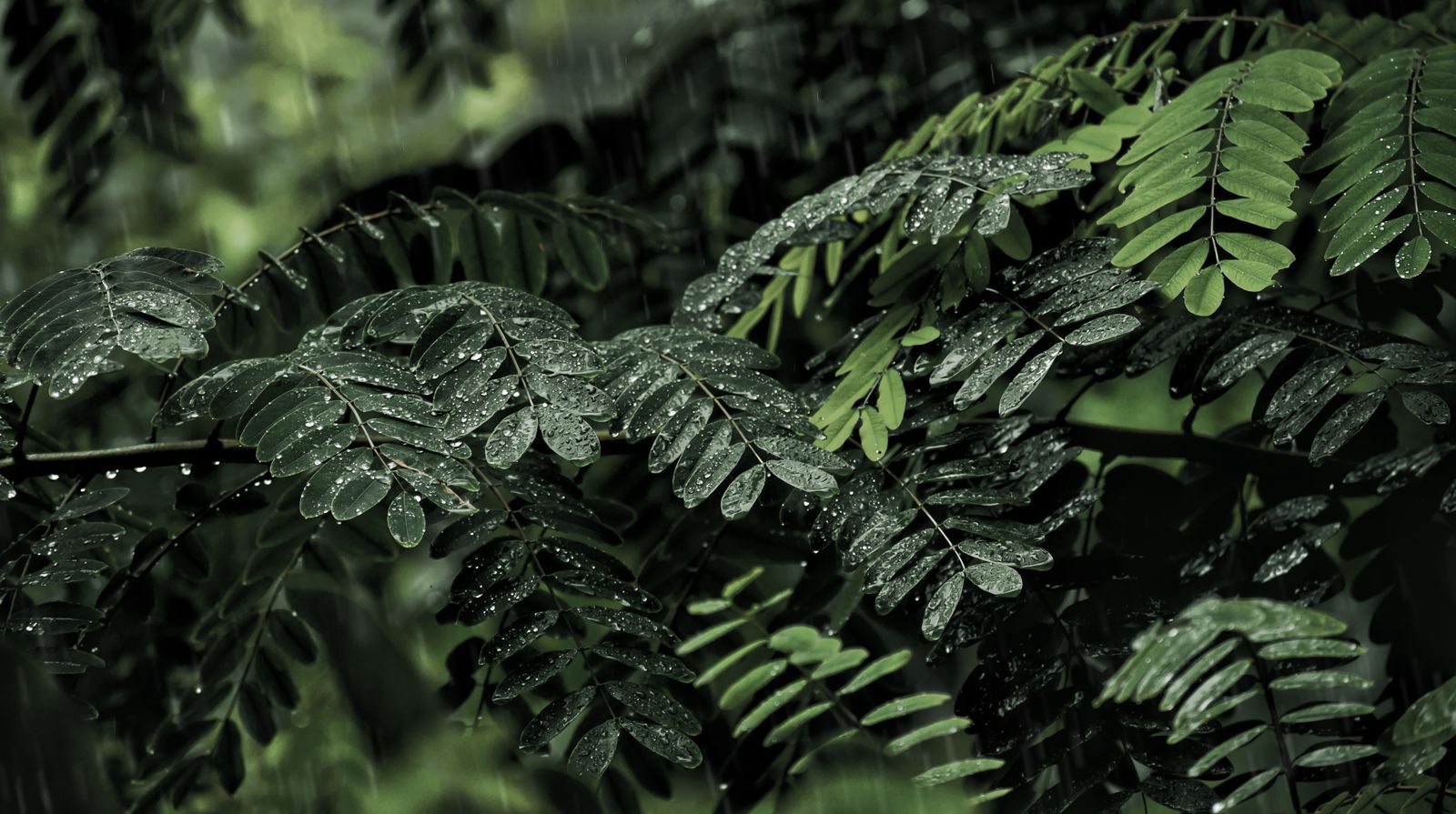 Rain falling on green leaves