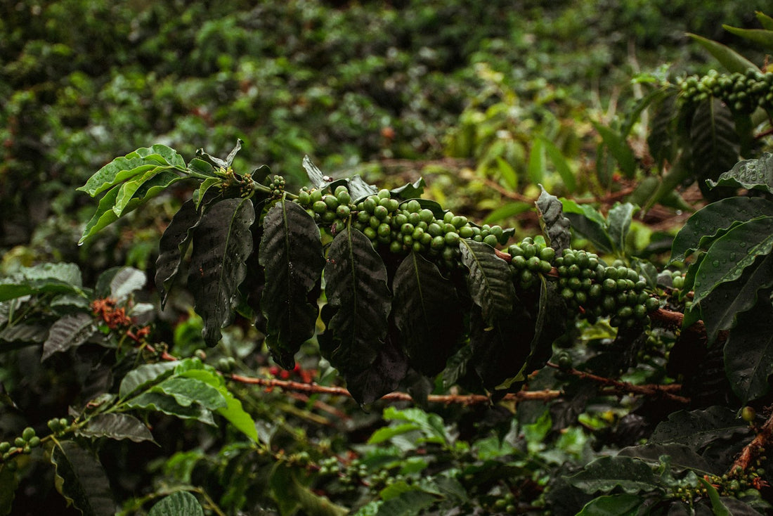Coffee cherries ripening on the branch
